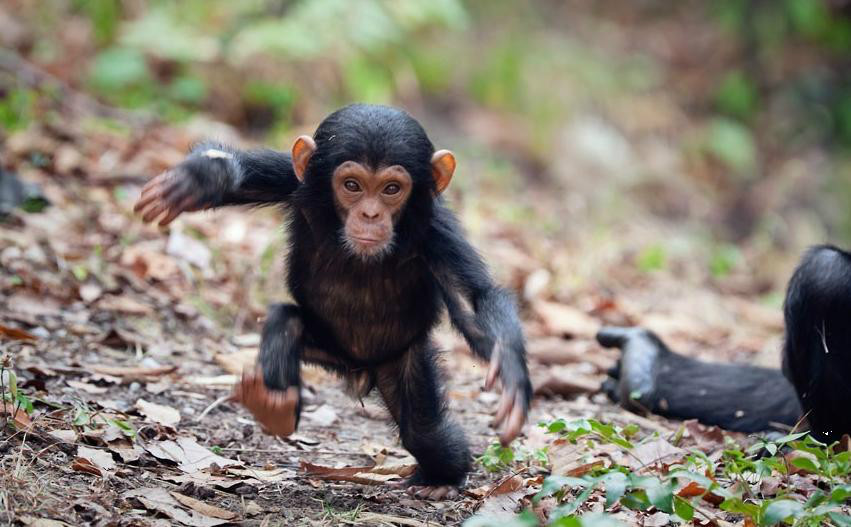 chimpanzé-filhote