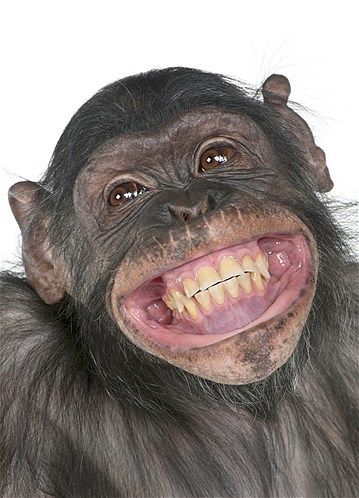 chimpanzé-rindo