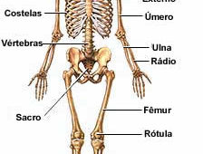 esqueleto-humano-completo