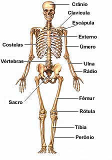 esqueleto-humano-completo
