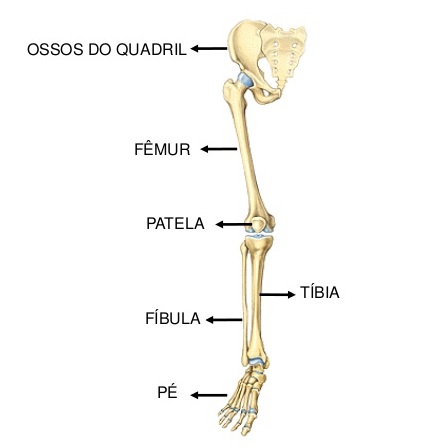 ossos-dos-membros-inferiores
