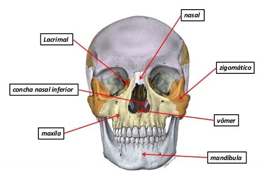 ossos-do-corpo-humano-face