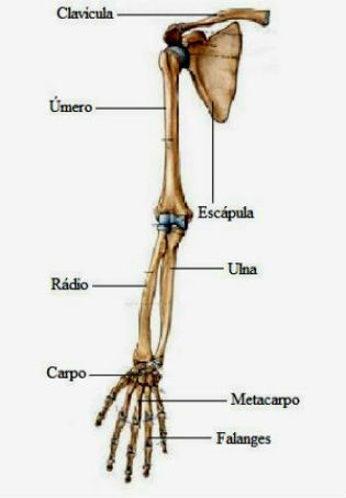 ossos-dos-membros-superiores