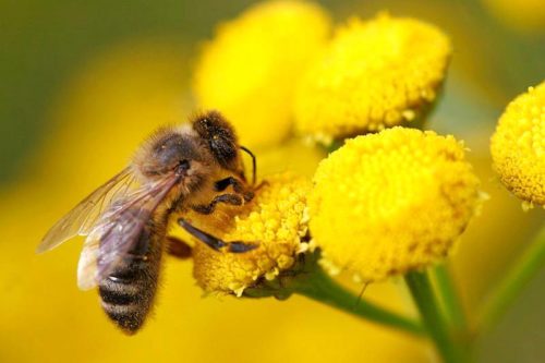 polinização-por-abelhas