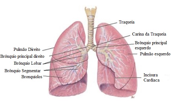 sistema-respiratorio-anatomia-pulmão-humano
