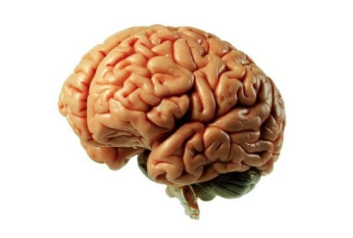 cérebro-humano