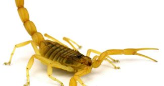escorpião-amarelo
