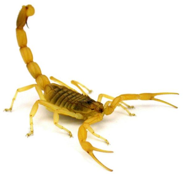 escorpião-amarelo