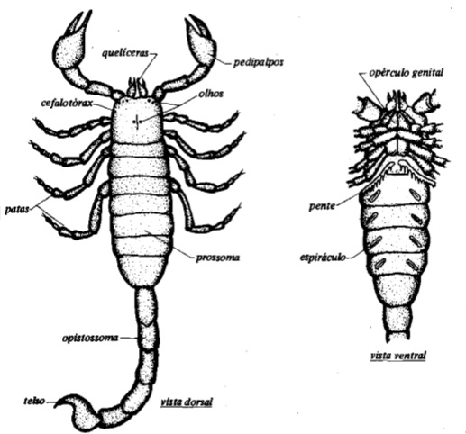 escorpião-características