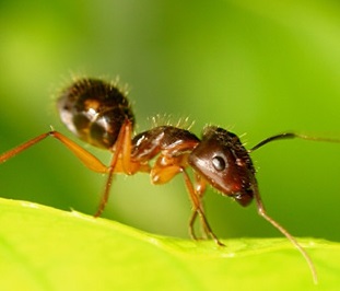 formiga-artrópodes-exemplo