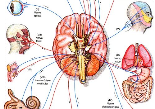 nervos-cranianos-funções