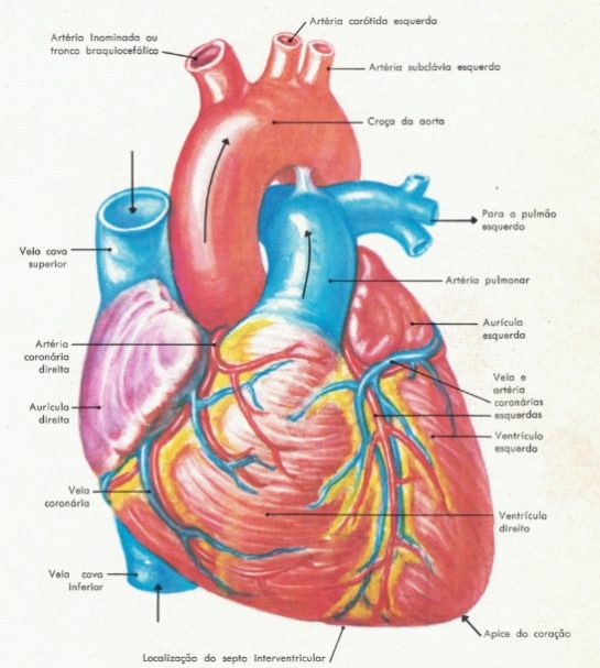 anatomia-do-coração-humano