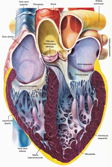 anatomia-do-coração-humano