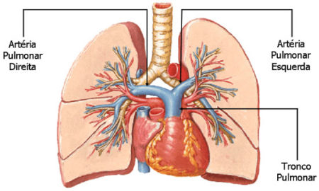 artérias-pulmonares
