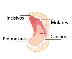 dentes-incisivos-molares-caninos