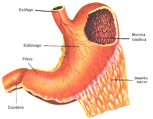 órgãos-do-sistema-digestivo-estômago