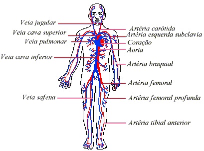 principais-veias-do-sistema-circulatorio