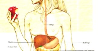 órgãos-do-sistema-digestivo-e-suas-funções