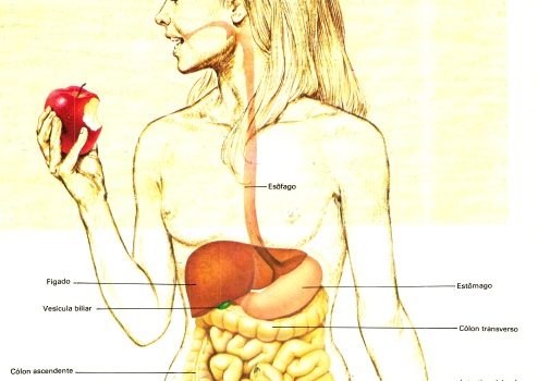 órgãos-do-sistema-digestivo-e-suas-funções