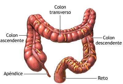 órgãos-do-sistema-digestório-intestino-grosso